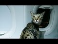 CATS ON A PLANE