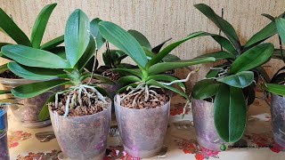 картинка: Адаптация фаленопсисов после пересадок #orchid #сортовыеорхидеи #garden #фаленопсис