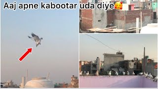 Apne kabootar udaye || 2 kabootar baithe ek pkd liya🥰