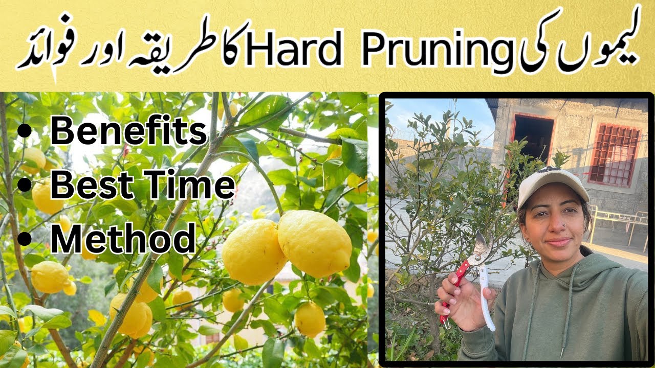 How to Hard Prune Lemon Plant | Best Time to Prune Lemon | Benefits of Pruning Citrus Plant