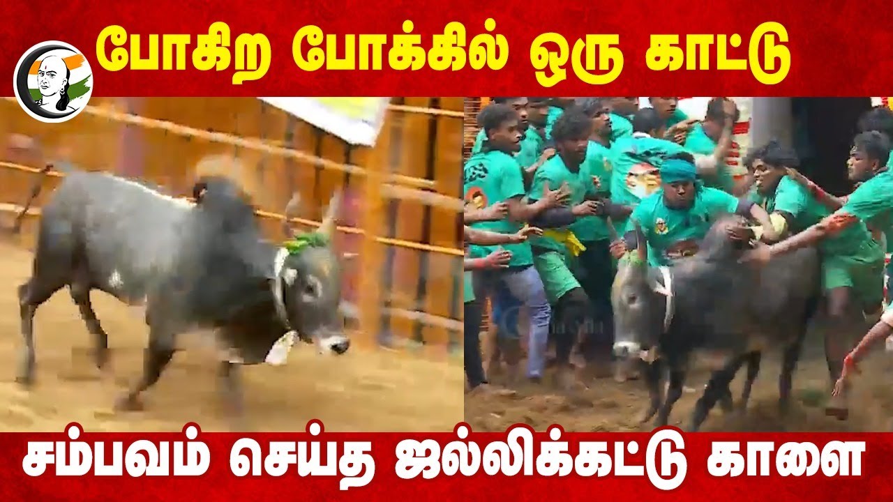 போகிற போக்கில் ஒரு காட்டு, சம்பவம் செய்த ஜல்லிக்கட்டு காளை | Avaniyapuram Jallikattu | Madurai