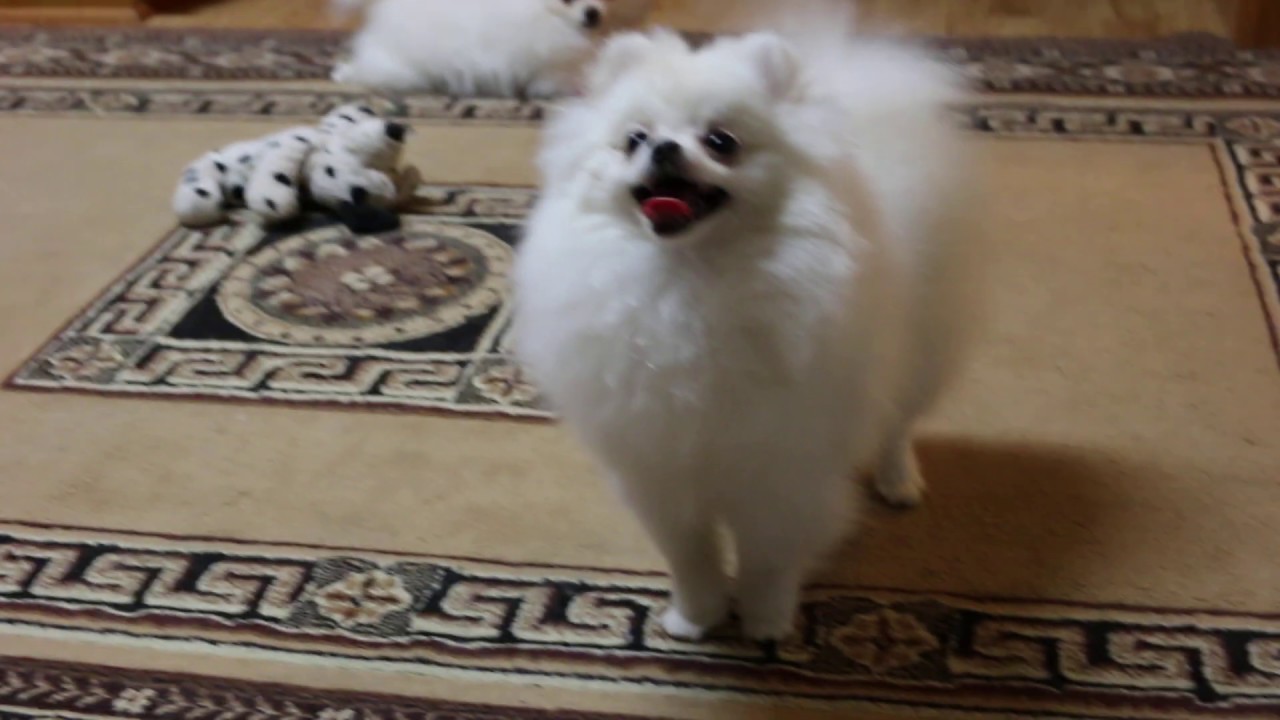 force's pomeranians