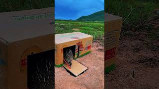 Creative &amp; Professional Bird Trap Tutorial | Easy Cardboard Box Bird Catcher 😍 #shorts