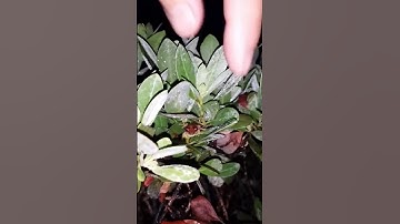 Thumbnail of Tree frog El Coqui Puerto Rico