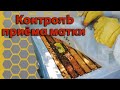 Контроль приема матки.- Подсадка матки в отводок.