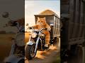 Cute Orange Cat Makes Everyone Laugh 😂 | Funny Cat Video #shorts #cutecat #explore #trending