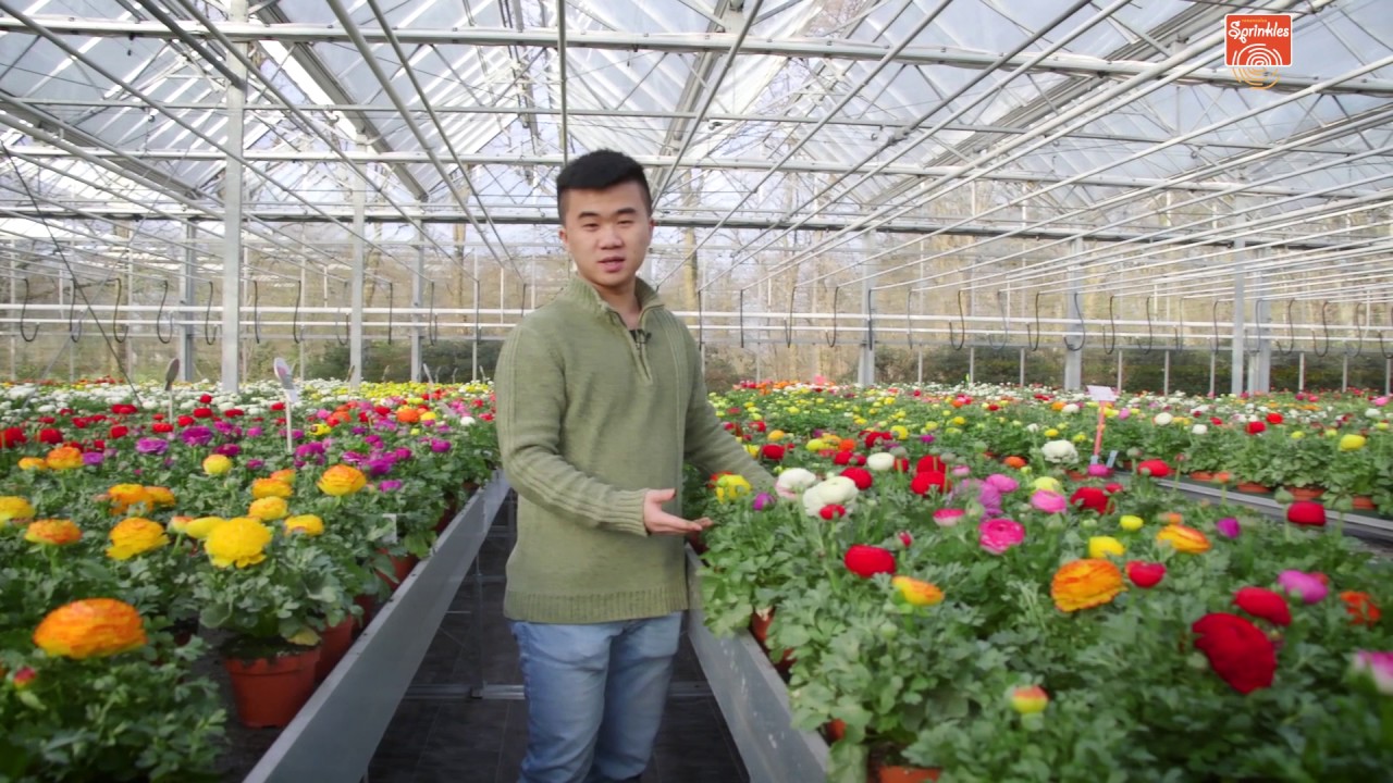 Ranunculus Sprinkles (CH)