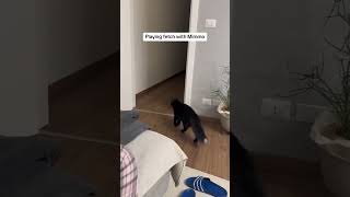 Cat Plays Fetch With Owner - 1500111