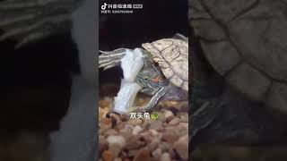 Thú cưng siêu đáng yêu ? tiktok shorts animal