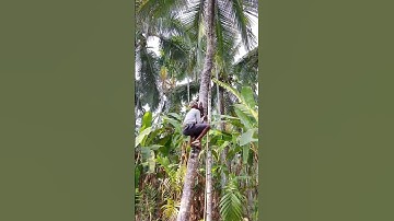 Coconut Tree Climbing Traditional Way / How to Climb a Tree #youtubeshorts #shortsvideo #shorts