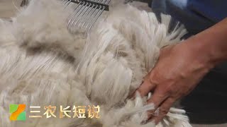 羊儿身上采“黄金”！直击61.9万只山羊脱下“春装”换“夏衣”！| 三农长短说