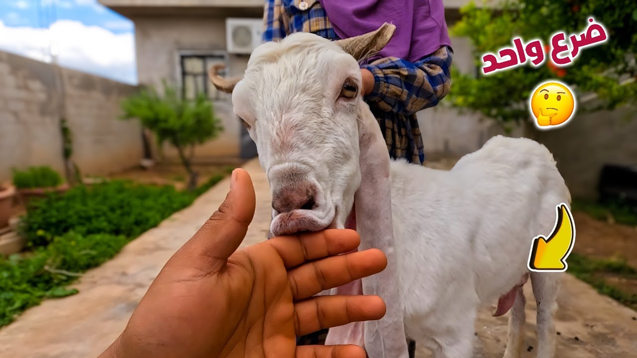 مشاكل ضرع الماعز: الأسباب والوقاية بطريقة بسيطة