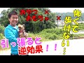 【犬 散歩怖い】お散歩を嫌がる、止まる、歩かない時のしつけ方〖犬のしつけ幼稚園@神戸〗byかずま先生