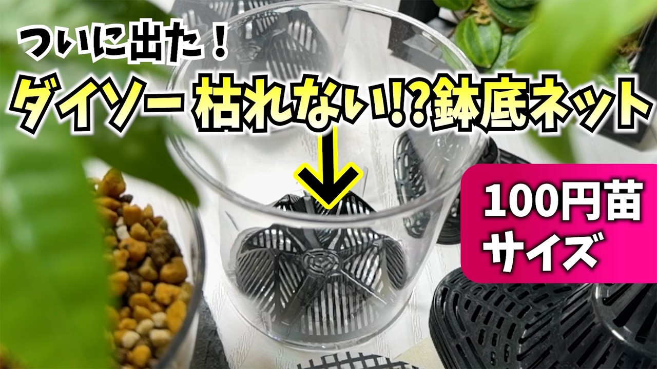 ついに出た！【ダイソー】枯れない？鉢底ネット 100円苗にピッタリサイズ！