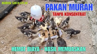 Rahasia Pakan Anak Entok Murah Bergizi Tanpa Konsentrat