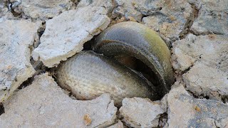 Interesting: Coconut n Lemon vs Fish Catch a lot Fish in Hole