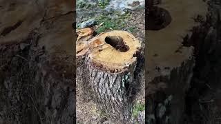 Inside Giant Tree Stump