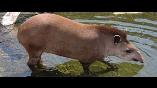 Tapir: único representante vivo de la familia de los tapiridae del genero Tapirus