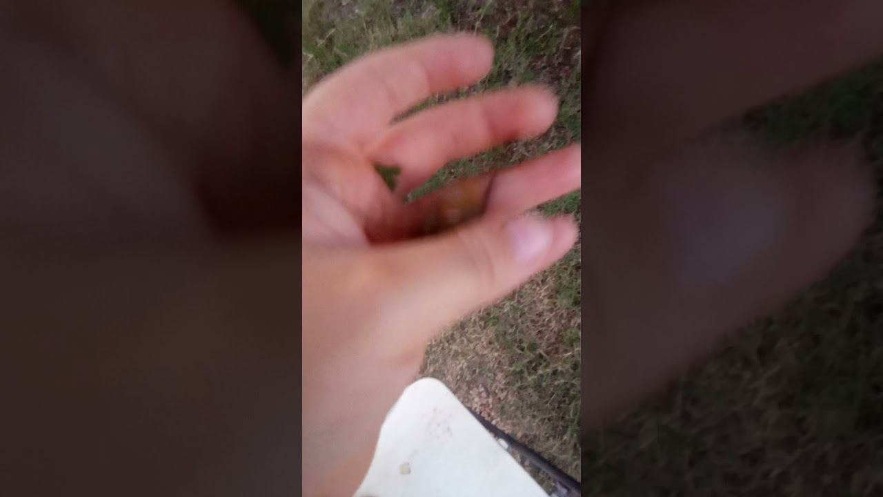 I cought a superb dog day cicada on camera