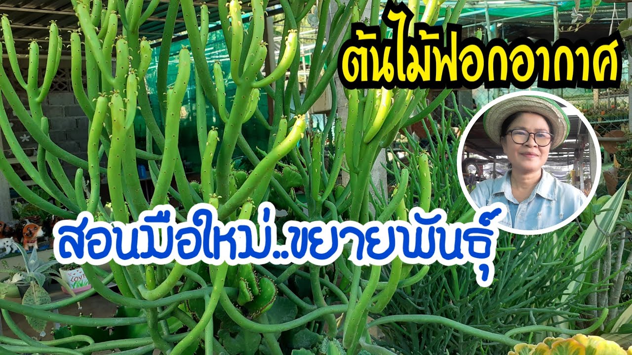วิธีขยายพันธุ์ ยูโฟเบีย|Euphorbia ต้นไม้ฟอกอากาศ ยอดธีขยายฮิต ปลูกตกแต่งสวยงาม/นานาพันธุ์ไม้byนิตยา