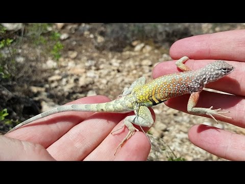 4k-very-colorful-lizard:-catching-amazing-pet-reptiles-in-nv,-ca,-az,-tx,-co-usa-herping.