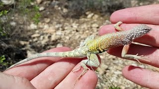 4K VERY COLORFUL LIZARD: Catching Amazing Pet Reptiles in NV, CA, AZ, TX, CO USA Herping.