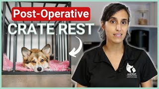 Crate Resting Your Pet After Spinal Surgery