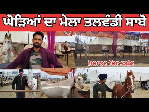 Horse Mela Talwandi Sabo || Horse for sale || ਘੋੜਿਆਂ ਦਾ ਮੇਲਾ ਤਲਵੰਡੀ ਸਾਬੋ ||