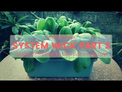 Pakcoy hidroponik sederhana - sistem wick part 2 - tahap pembesaran sampai panen