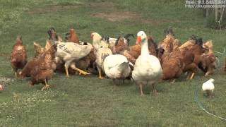 商用Okの動画素材Tuscany Chickens And Goose And Dove