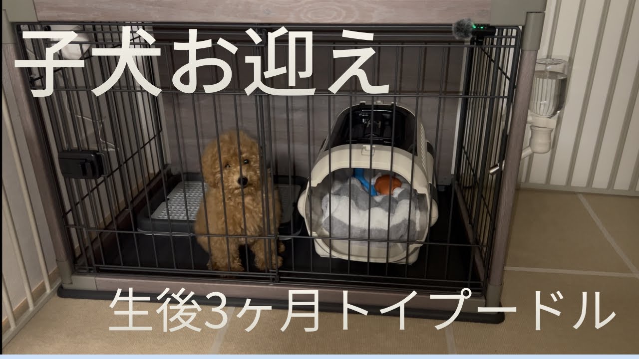 お迎え。生後3ヶ月のトイプードルとの暮らし