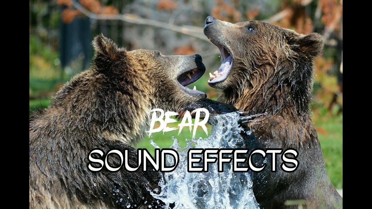 BEAR [SOUND EFFECTS] soundseffect sound soundseffect YouTube