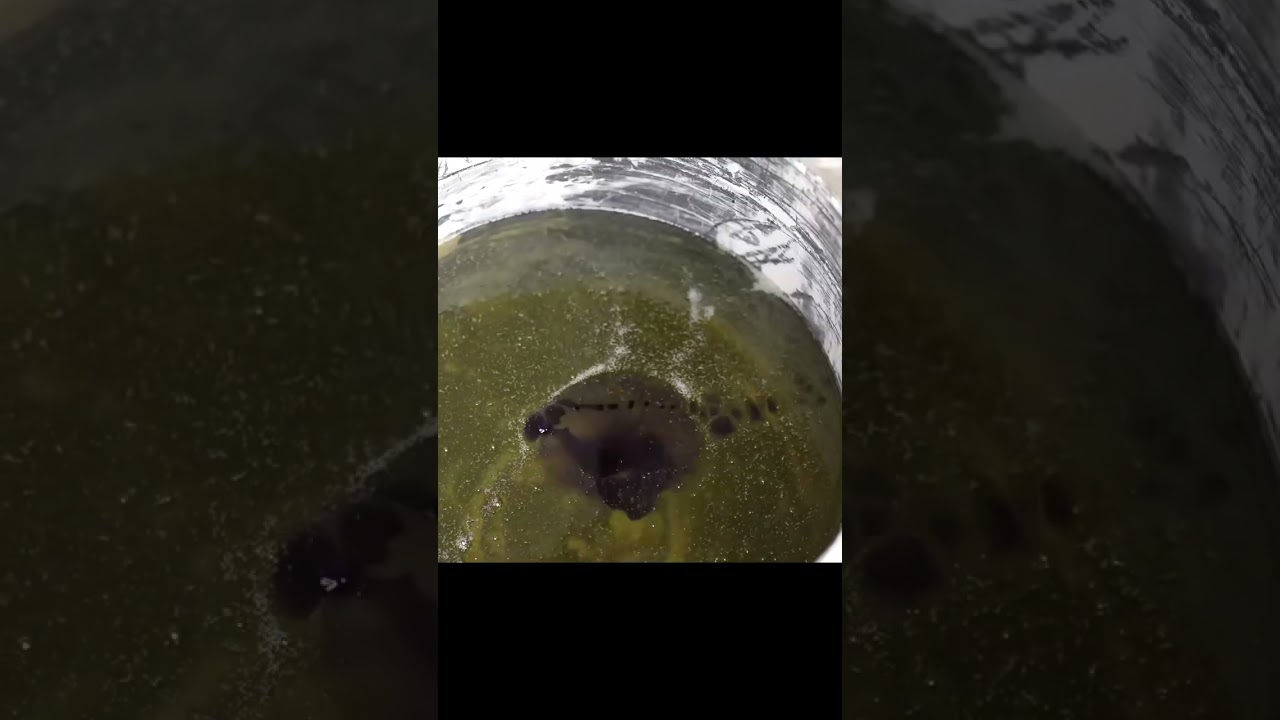 Soviet GAZ 69 Full Restoration 🚙 | Hardtop Classic Military Jeep Revival 