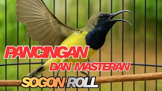 Download Lagu PANCINGAN DAN MASTERAN BURUNG SOGON AGAR CEPAT BUNYI ROLL PANJANG DAN MENJADI FIGTER MP3