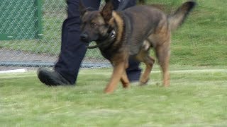 Eagle Scout Project Benefits Crystal K-9
