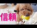 【飼い主必見】犬が本当に信頼している人にだけ見せるサイン