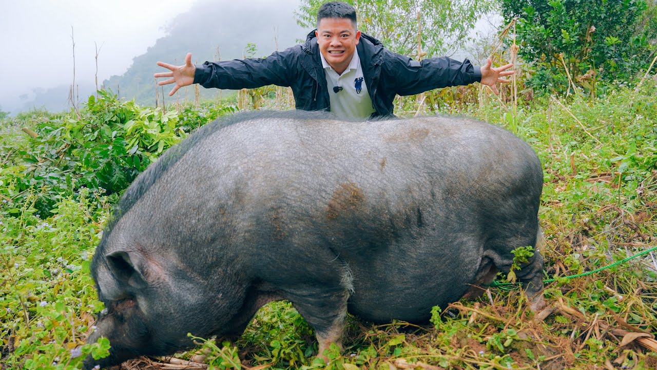 ĐÁM CƯỚI NGƯỜI MÔNG ĐỎ (T1) NHÀ TRAI THỊT CON LỢN SIÊU KHỦNG NẶNG HƠN 1 TẠ LÀM SÍNH LỄ CHO NHÀ GÁI