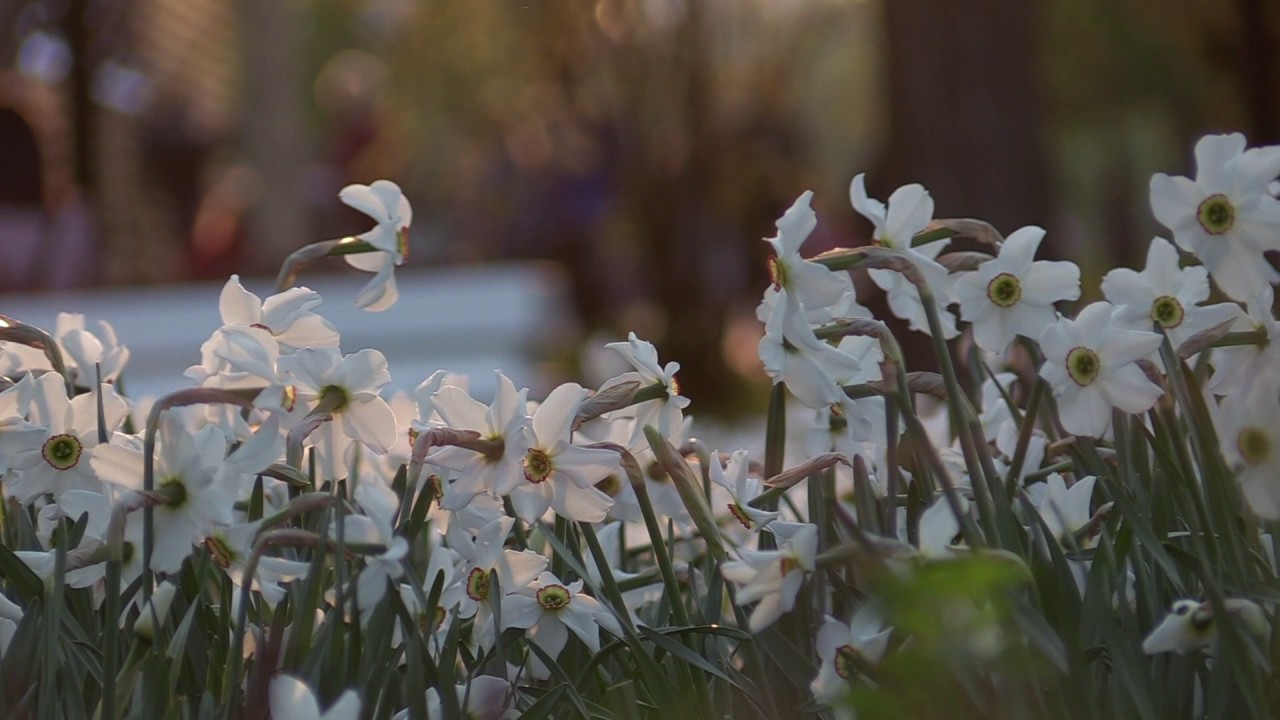 Canon XA35. «Киношный» эффект достигается на диафрагме от f/2.4 до f/2.8