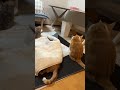 保護猫さん達にホットカーペット用意したらこうなった! #保護猫 #猫のいる暮らし