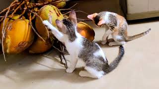 kittens playing with Coconuts 🥥 by CAT Lover 252 views 2 years ago 1 minute, 23 seconds