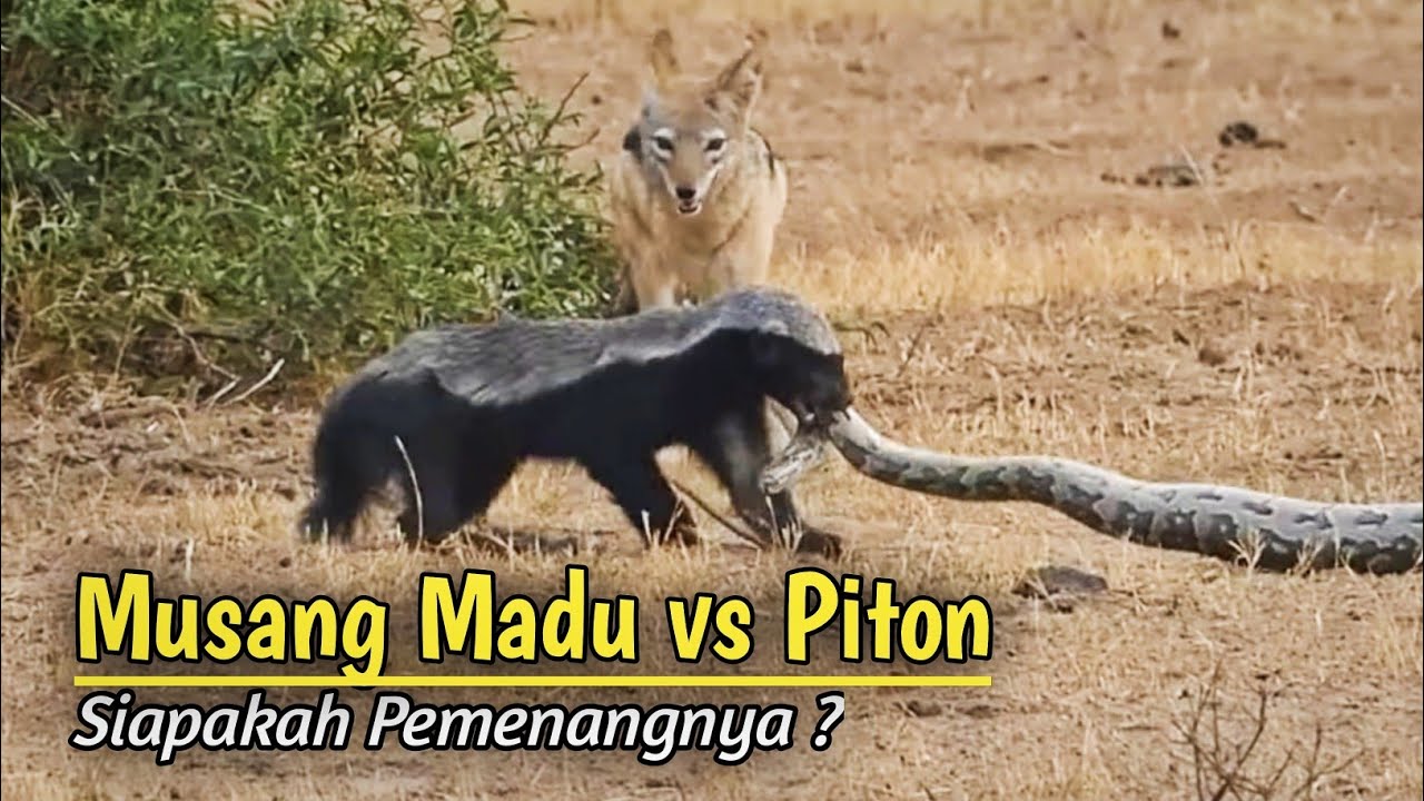 Merinding !!! Pertarungan Sengit Musang Madu Versus Ular Piton YouTube