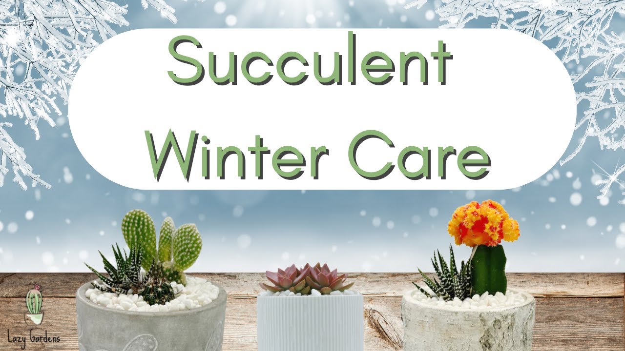 How to Care for Succulents in the Winter | Winter Dormancy 101