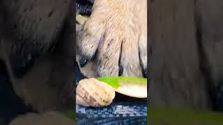 Dog Crashes Into Snail The Snail Was Fine Animals