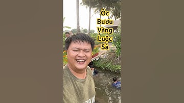 Anh em nhâm nhi món ốc bươu vàng luộc sả chấm cơm mẻ quá đã #food #amthuc #vlog #queochannel #short