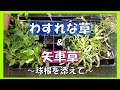 種から育てた【矢車草】＆【わすれな草】を植え付け～球根を添えて～