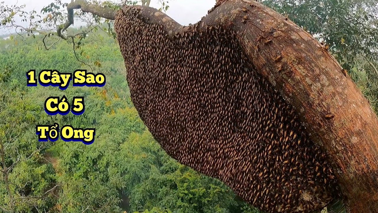 Liều Mình Mua 6 Tổ Ong Mà Người Khác Không Dám Mua , Liệu Là Vàng Hay Là Rác ? Buy 6 wild bee hives