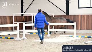 Wolf STB