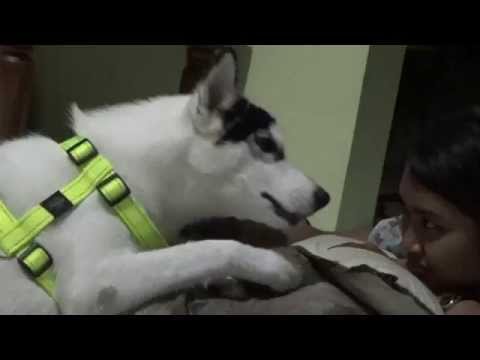 funny-(siberian-husky),-learning-cut-off-cut-and-chew-with-rawhide-bone