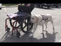 Service dog groups train dogs like George Bush's Sully for veterans Service dog groups train dogs like George Bush's Sully for veterans