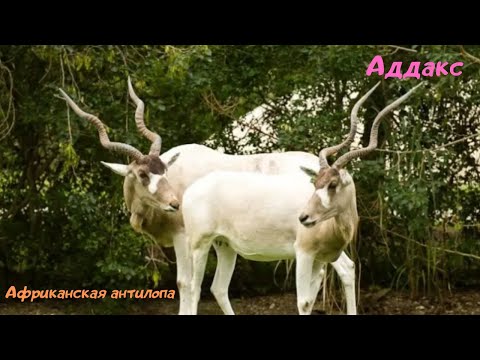 Аддакс (Мендес) - Африканская антилопа. Животное занесено в Красную книгу